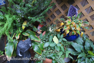 autumn-fuchsias-37