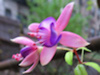 autumn-fuchsias-56