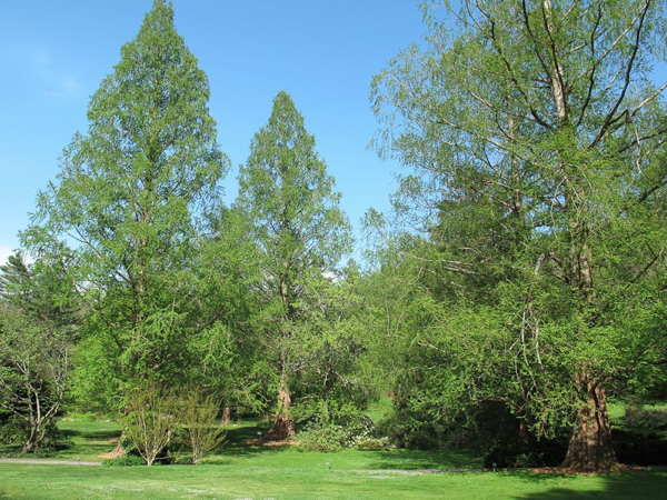 bailey-arboretum-13