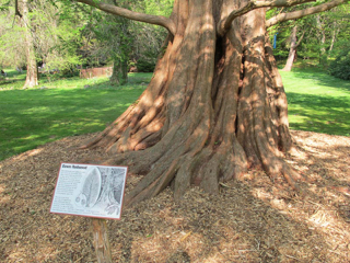 bailey-arboretum-19