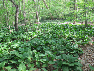bailey-arboretum-3