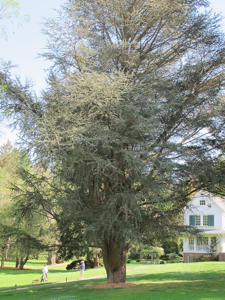 bailey-arboretum-40