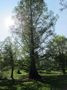 bailey-arboretum-43