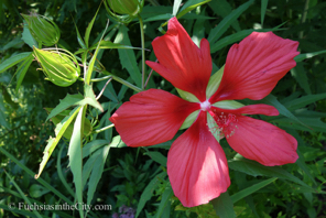 bartrams-garden-148