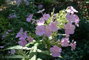 bartrams-garden-155