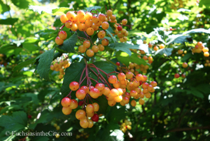 bartrams-garden-162
