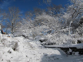 blizzard-nemo-37