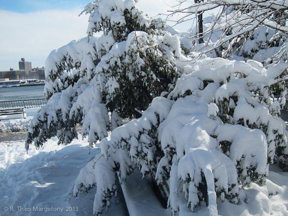 blizzard-nemo-44