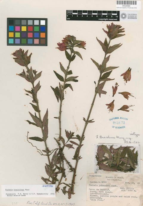 bracelinae-cas-01 
