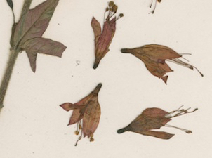 bracelinae-detail-05