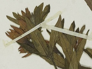 bracelinae-detail-07