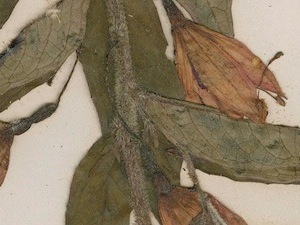 bracelinae-detail-08