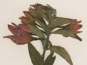 bracelinae-detail-08