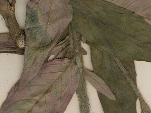 bracelinae-detail-09