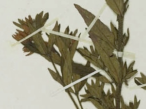 bracelinae-detail-11