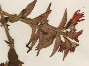 bracelinae-detail-12