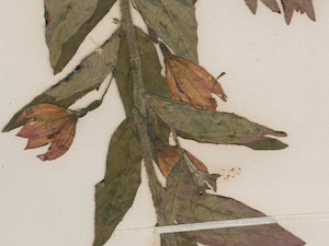 bracelinae-detail