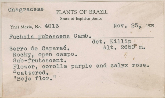 bracelinae-label