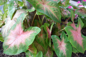caladium-17