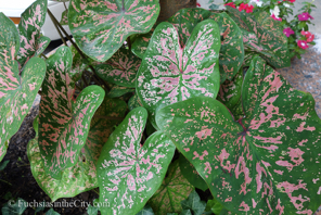 caladium-21