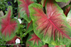 caladium-28