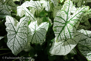 caladium-9