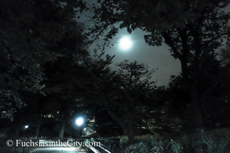 central-park-at-night-37