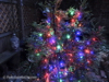 christmas2013-1