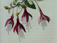 color-fuchsia-02