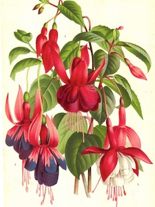 color-fuchsia-04