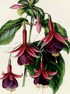 color-fuchsia-08
