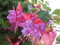color-fuchsia-19
