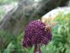 conservatory-garden-35