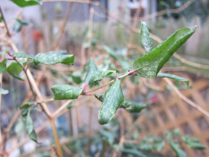 downforalongwintersnap-12