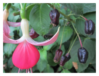 eating-your-fuchsias-01