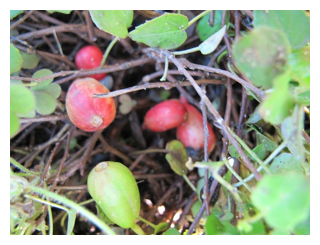 eating-your-fuchsias-07