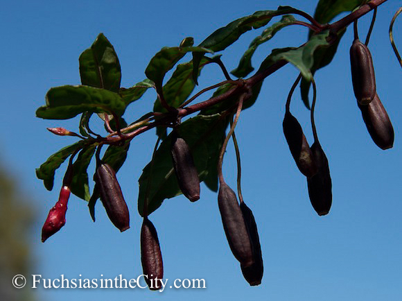 eating-your-fuchsias-1