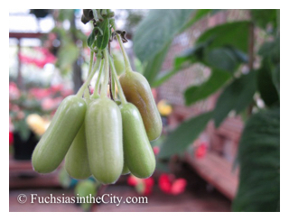 eating-your-fuchsias-15