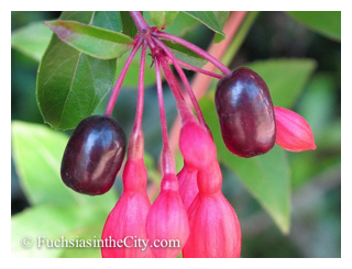 eating-your-fuchsias-17
