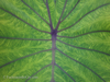 elephant-ears-13