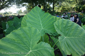 elephant-ears-8