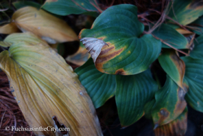 fall-hostas-33