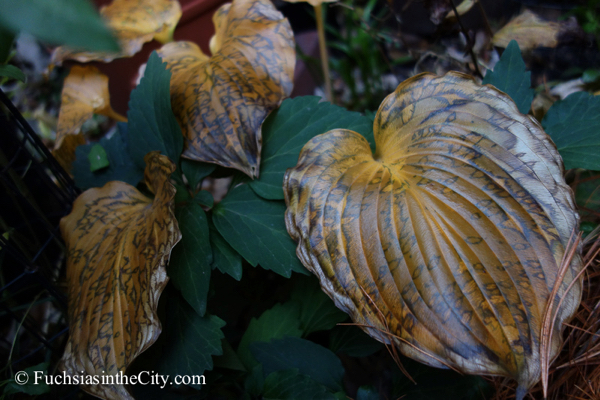 fall-hostas-35
