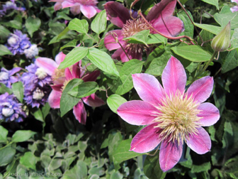 flowershow-2013-109