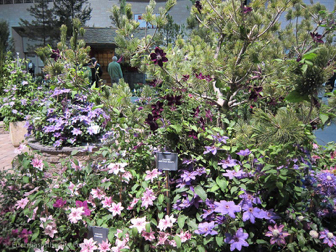 flowershow-2013-122