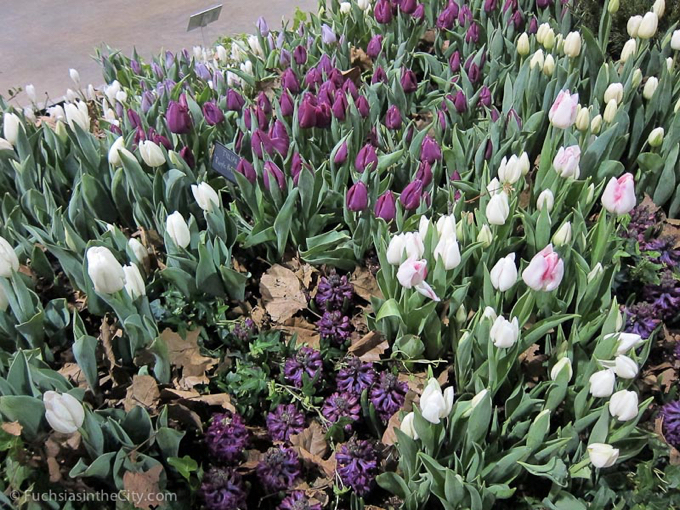 flowershow-2013-131