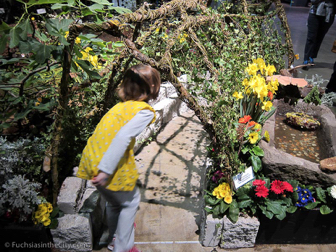 flowershow-2013-221