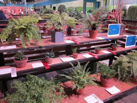 flowershow-2013-246