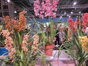 flowershow-2013-261