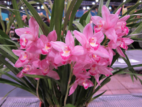 flowershow-2013-263